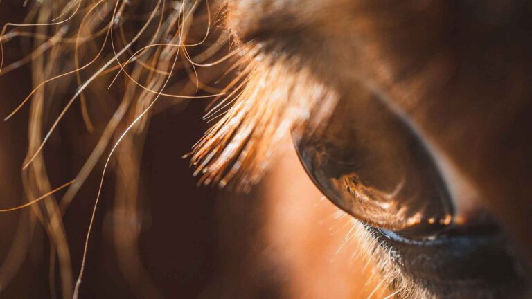 Die intuitive Kommunikation zwischen Tier und Mensch, Beitragsbild01