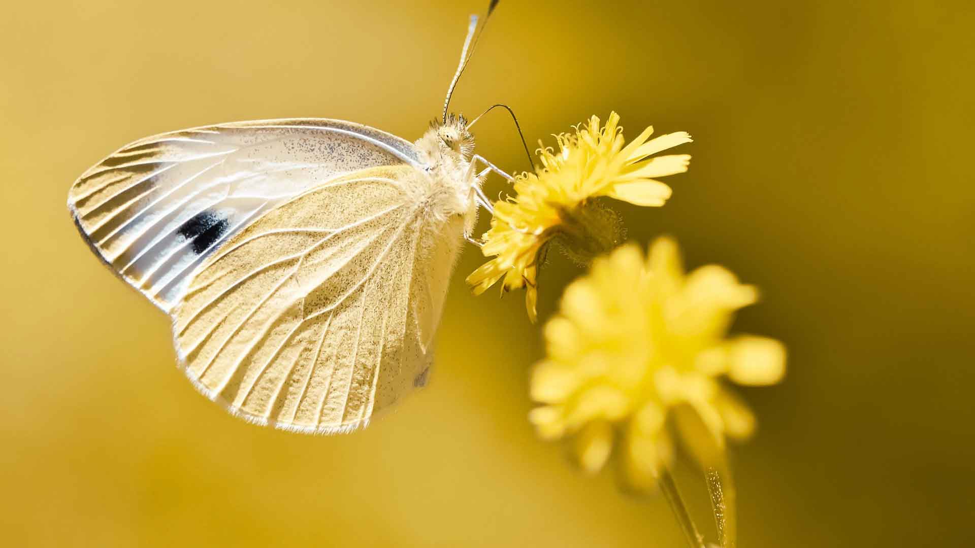 Innere Ruhe finden, Schmetterling auf gelber Blume