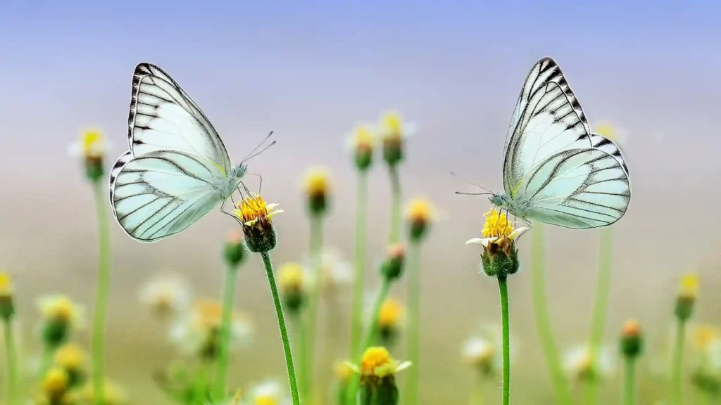 Innere Ruhe finden, zwei Schmetterlinge im Gras