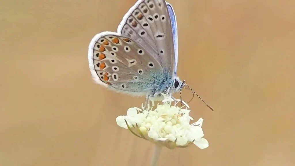 Innere Ruhe finden, Schmetterling auf Blume