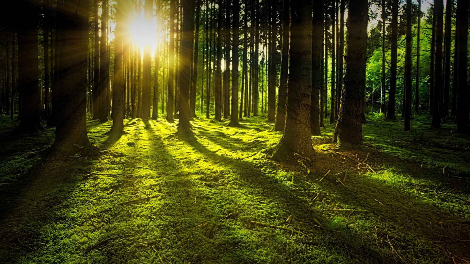 Der Wald tut gut – 7 Gründe, warum das so ist, Beitragsbild01